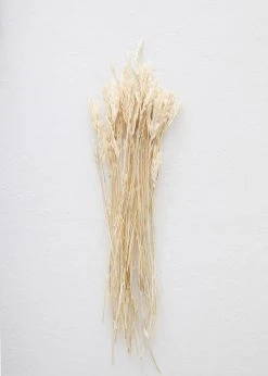 Afloral Dried Flowers Dried Petite Arrow Grass - 12"