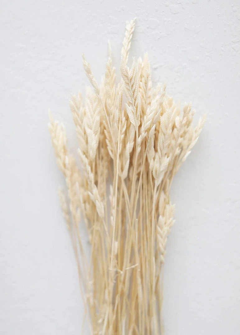 Afloral Dried Flowers Dried Petite Arrow Grass - 12"
