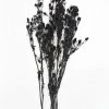 Afloral Dried Flowers Black Dried Eryngium Sea Holly Flowers - 15-22"