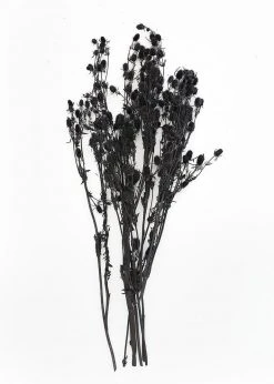 Afloral Dried Flowers Black Dried Eryngium Sea Holly Flowers - 15-22