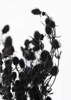 Afloral Dried Flowers Black Dried Eryngium Sea Holly Flowers - 15-22