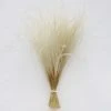Afloral Off-White Ornamental Feather Grass - 8-12"