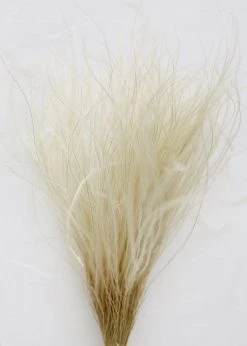 Afloral Off-White Ornamental Feather Grass - 8-12"