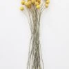 Afloral Bundle Of 25 Dried Craspedia Billy Buttons - 18-26"