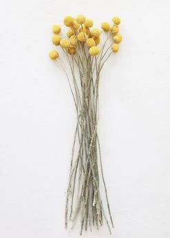 Afloral Bundle Of 25 Dried Craspedia Billy Buttons - 18-26"