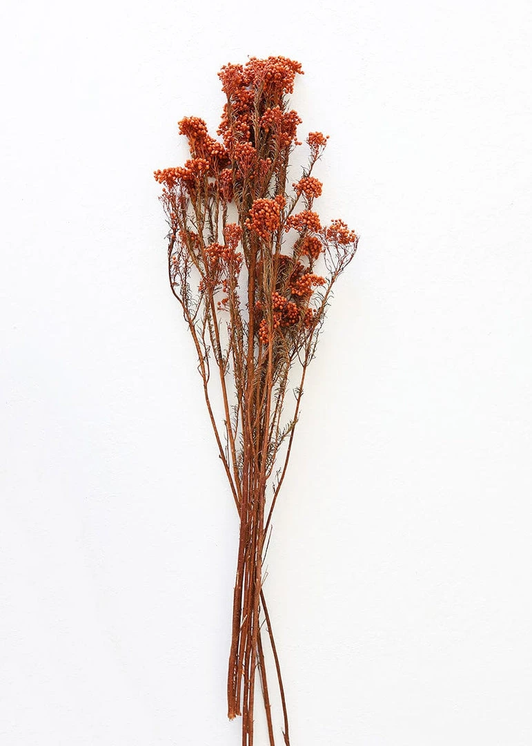 Afloral Dried Flowers Terracotta Preserved Rice Flower - 18-26"