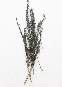 Afloral Dried Flowers Preserved Rosemary Greenery - 18-28"