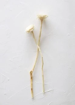 Afloral Bundle Of 2 Bleached Dried African Sunflowers - 12-15"