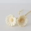 Afloral Bundle Of 2 Bleached Dried African Sunflowers - 12-15"