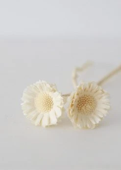 Afloral Bundle Of 2 Bleached Dried African Sunflowers - 12-15"
