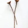 Afloral Bundle Of 2 Dried African Sunflowers - 12-15"