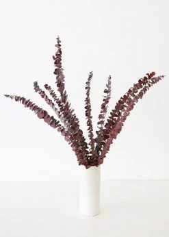 Afloral Dried Flowers Burgundy Preserved Spiral Eucalyptus - 17-24