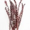 Afloral Dried Flowers Burgundy Preserved Spiral Eucalyptus - 17-24"
