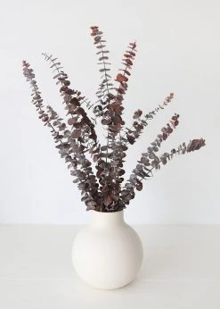 Afloral Preserved Frosted Brown Spiral Eucalyptus - 20-28" Dried Flowers