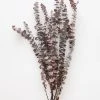 Afloral Preserved Frosted Brown Spiral Eucalyptus - 20-28" Dried Flowers