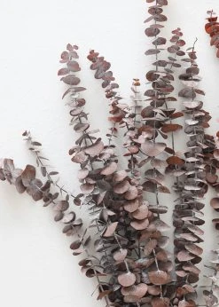 Afloral Preserved Frosted Brown Spiral Eucalyptus - 20-28