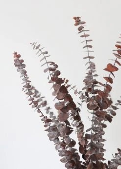 Afloral Preserved Frosted Brown Spiral Eucalyptus - 20-28