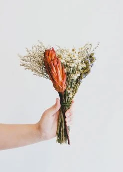 Afloral Bundle Of 6 Red Dried Protea Repens - 7-12