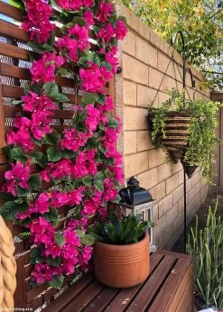 Afloral Silk Bougainvillea Garland In Deep Pink - 72